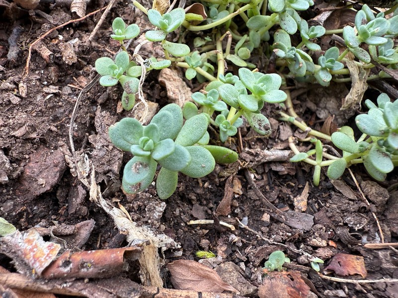Orpine Stonecrop photo 4