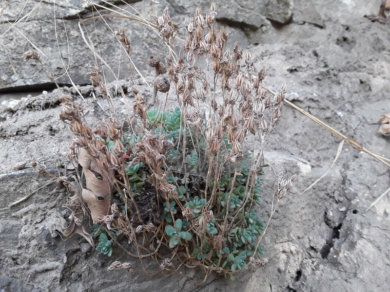 Orpine Stonecrop photo 5