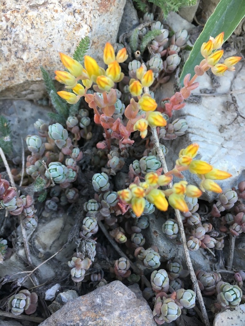 Orpine Stonecrop photo 6