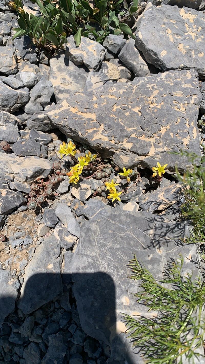 Orpine Stonecrop photo 7