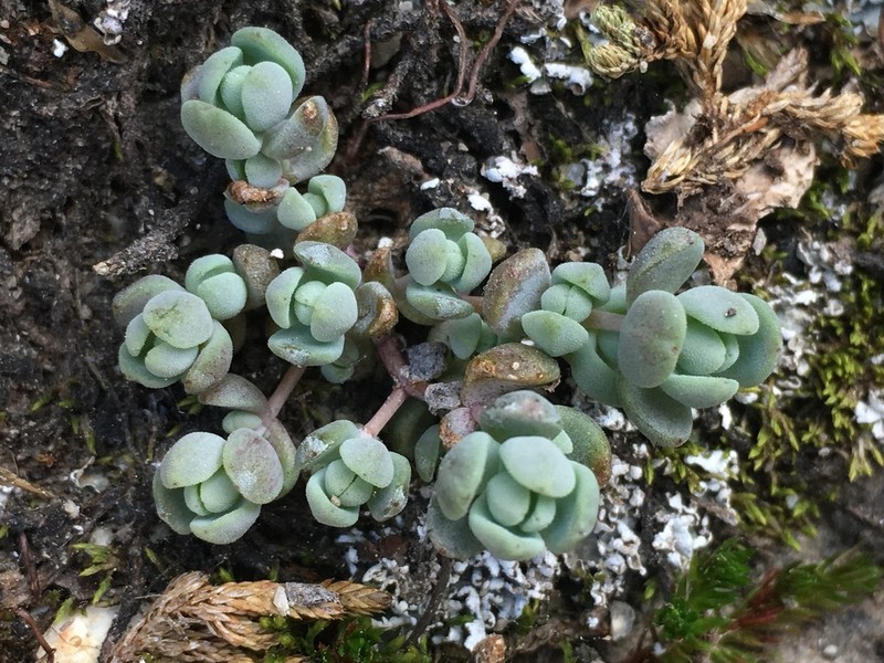Orpine Stonecrop photo 8