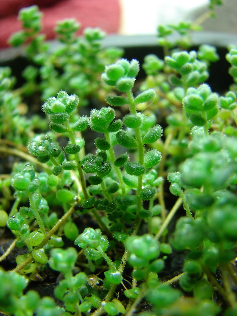 Orpine Stonecrop photo 2