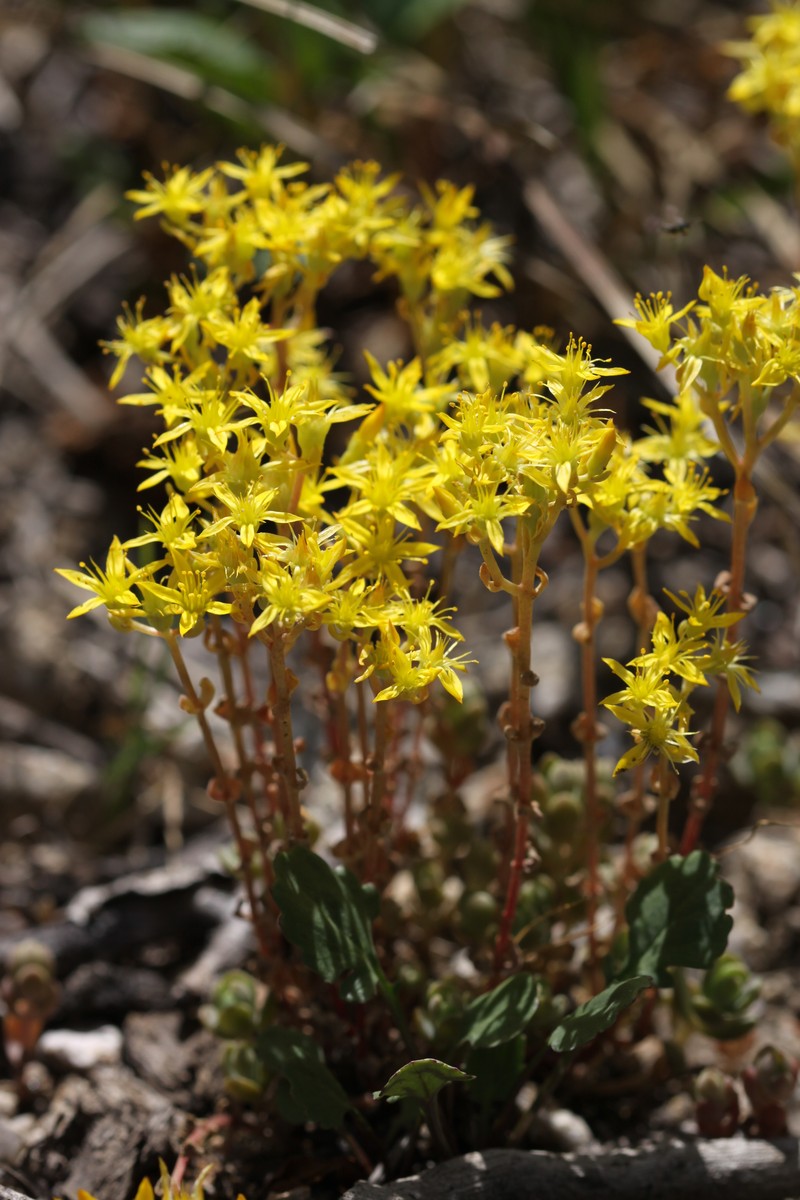 Orpine Stonecrop