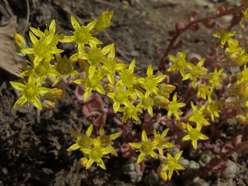 Orpine Stonecrop photo 3