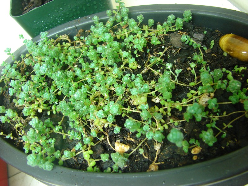 Orpine Stonecrop photo 4