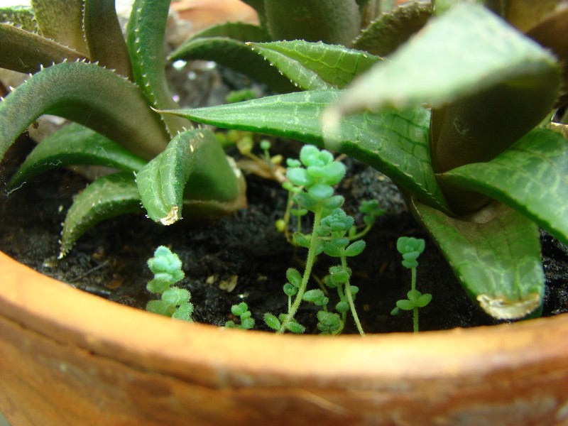 Orpine Stonecrop photo 5