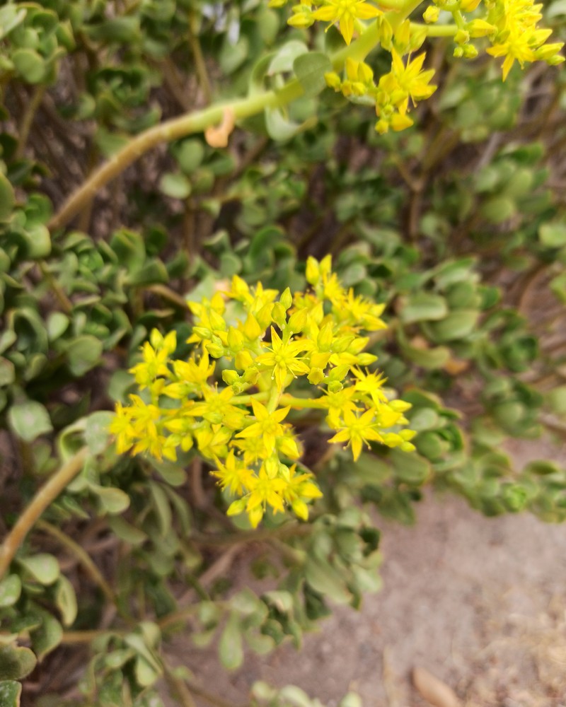 Tree Stonecrop photo 4