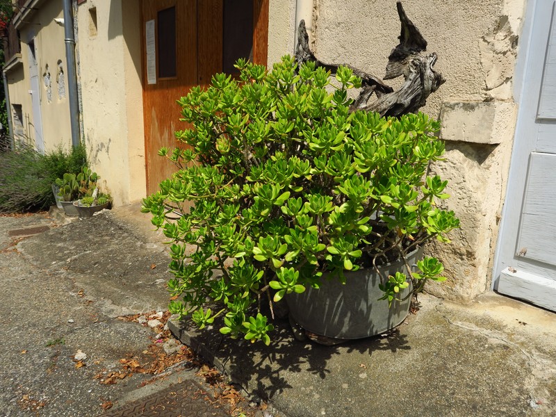 Tree Stonecrop photo 5