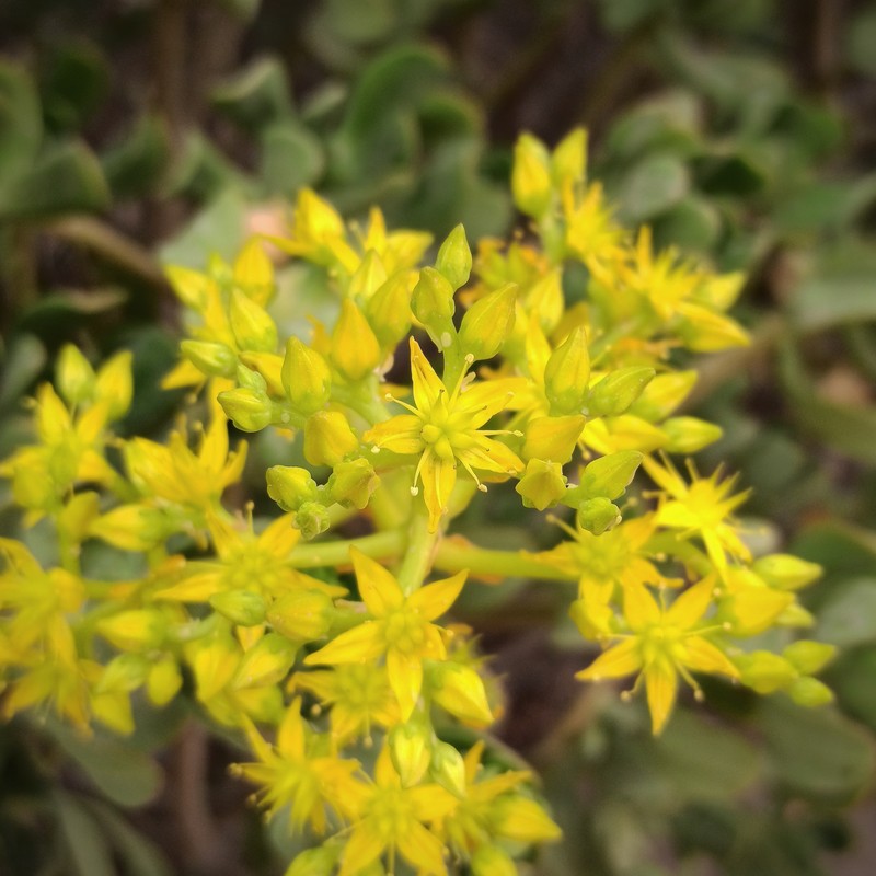 Tree Stonecrop photo 2