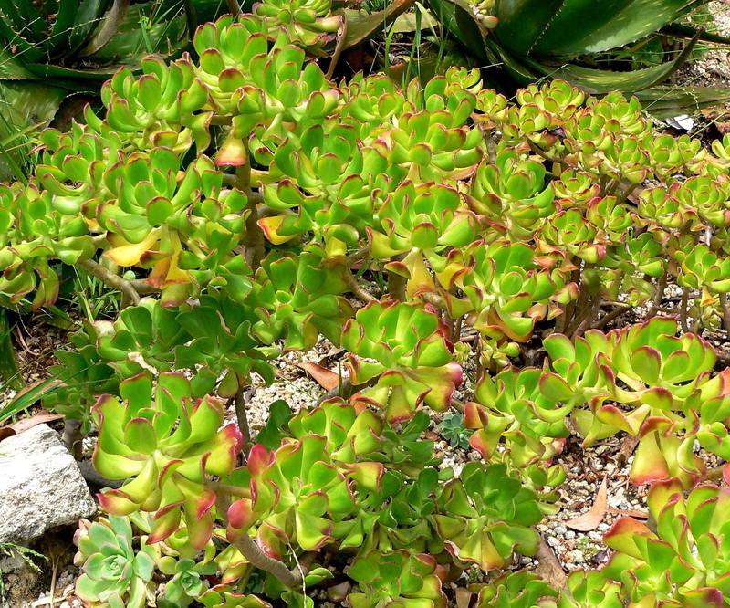 Tree Stonecrop