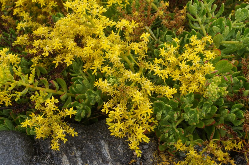 Tree Stonecrop photo 3