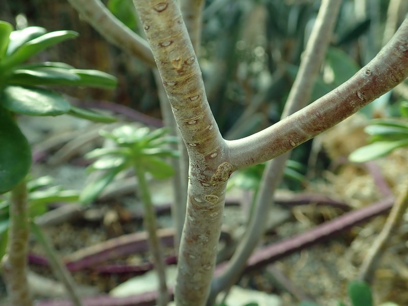 Tree Stonecrop photo 6