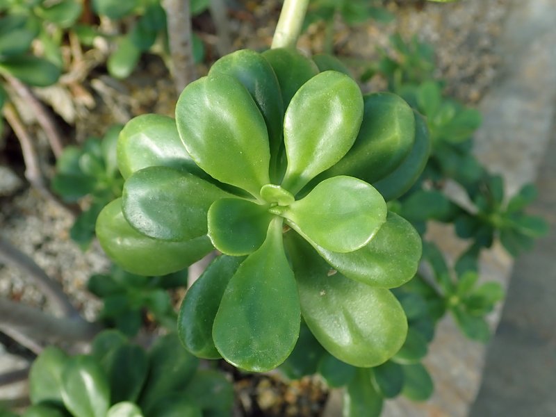 Tree Stonecrop photo 7