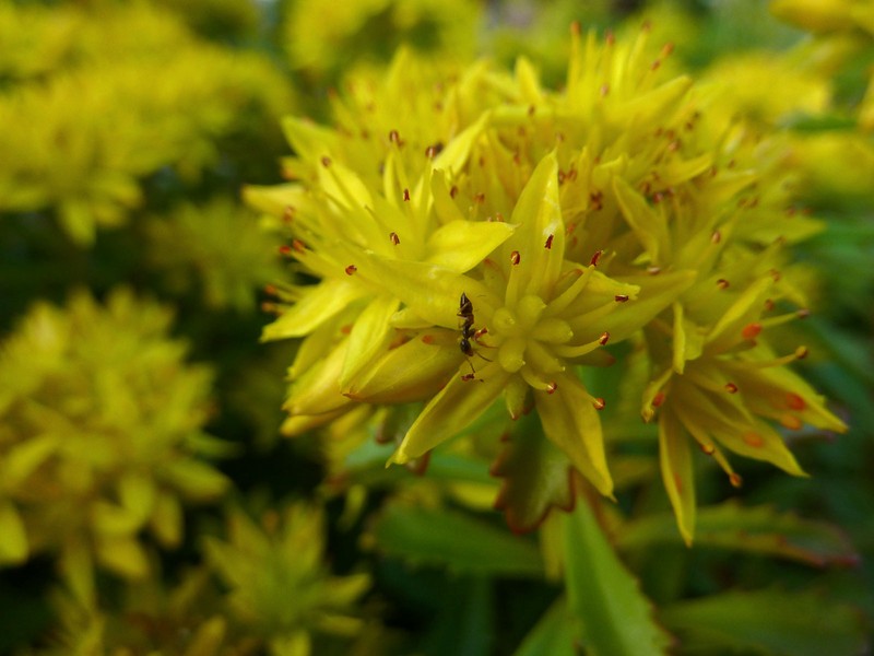 Sedum diffusum photo 2