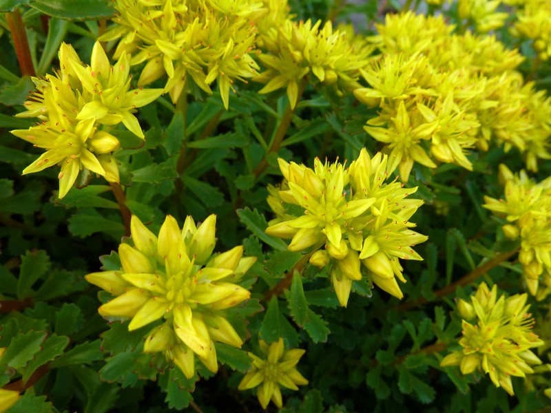 Sedum diffusum