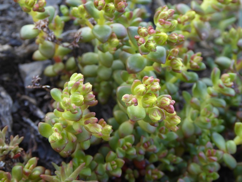 Pacific Stonecrop photo 3