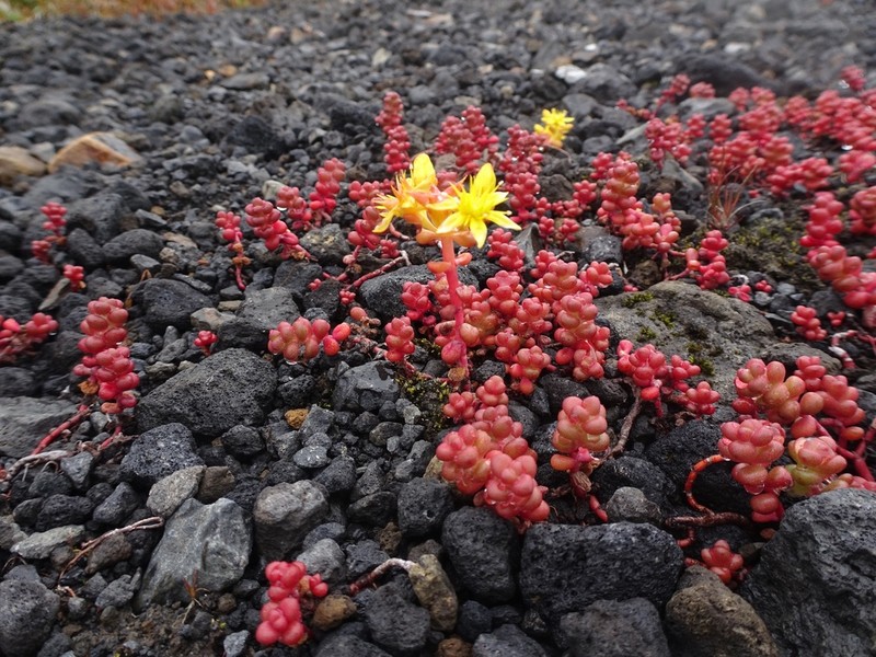 Pacific Stonecrop photo 4