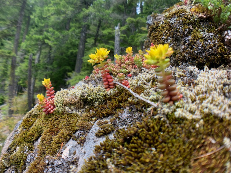 Pacific Stonecrop photo 5