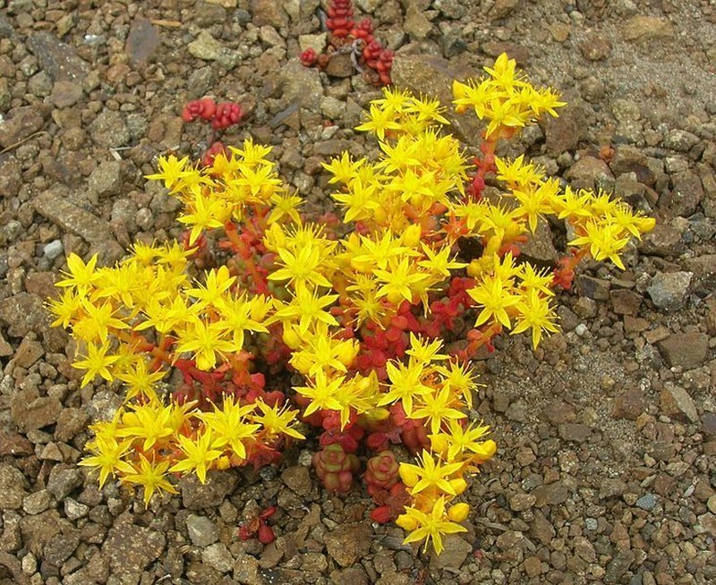 Pacific Stonecrop photo 6