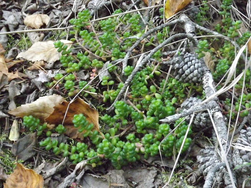 Pacific Stonecrop photo 7
