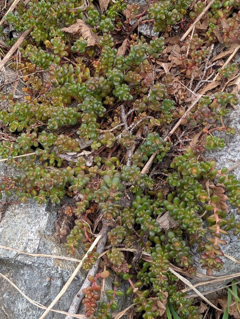 Pacific Stonecrop photo 8