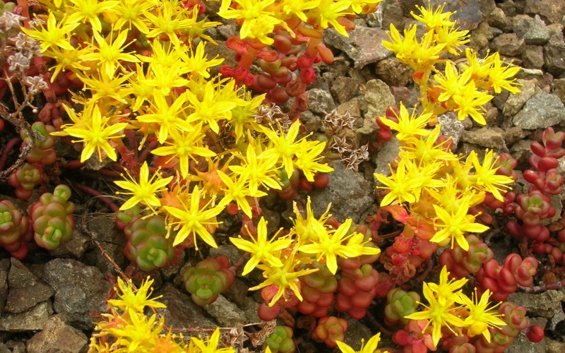 Pacific Stonecrop photo 2