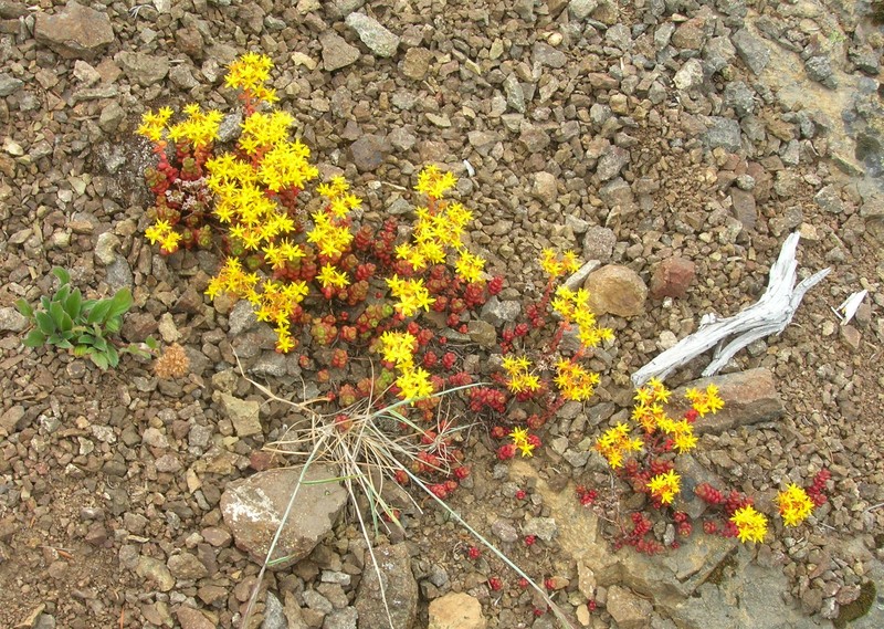 Pacific Stonecrop photo 3