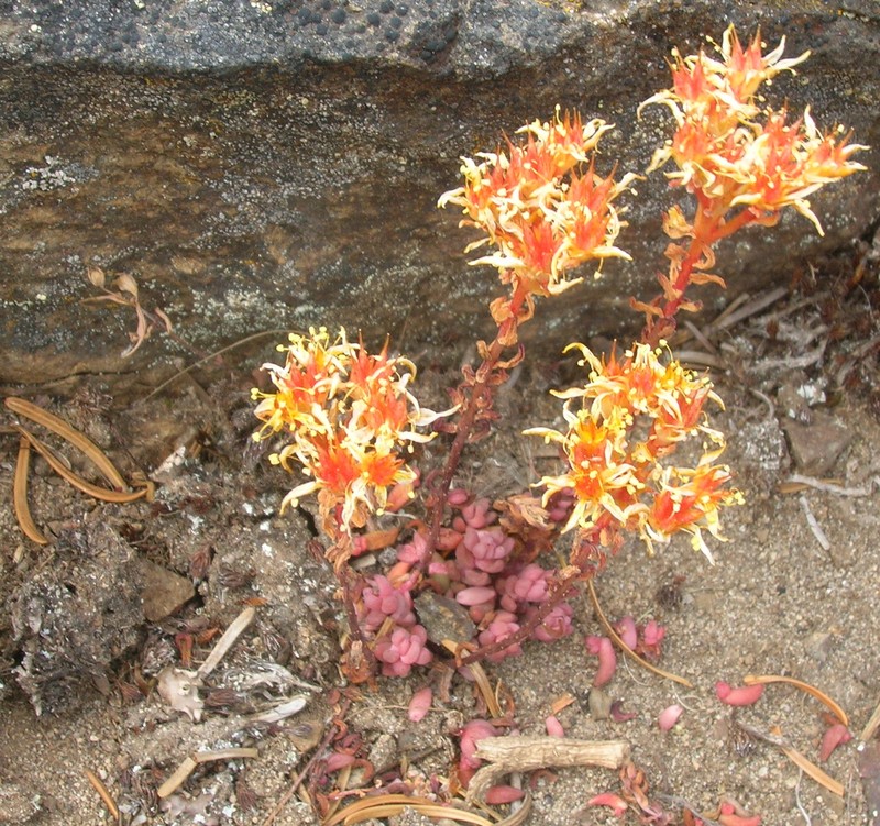 Pacific Stonecrop photo 4