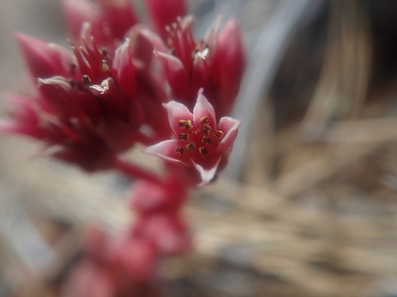 Red Mountain Stonecrop photo 2