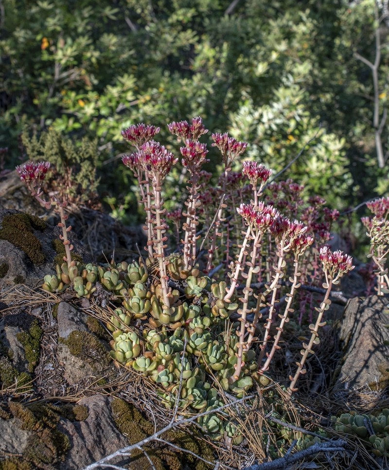 Red Mountain Stonecrop photo 3