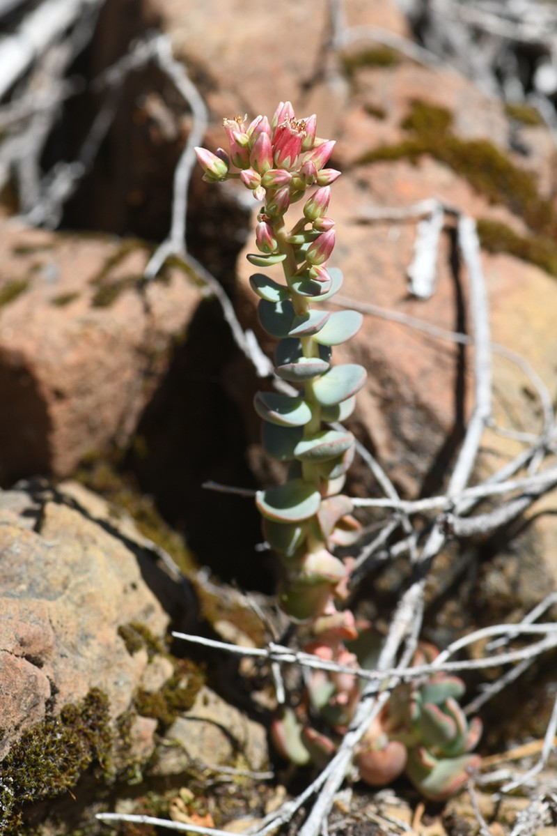 Red Mountain Stonecrop photo 4