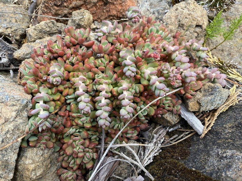 Red Mountain Stonecrop photo 5