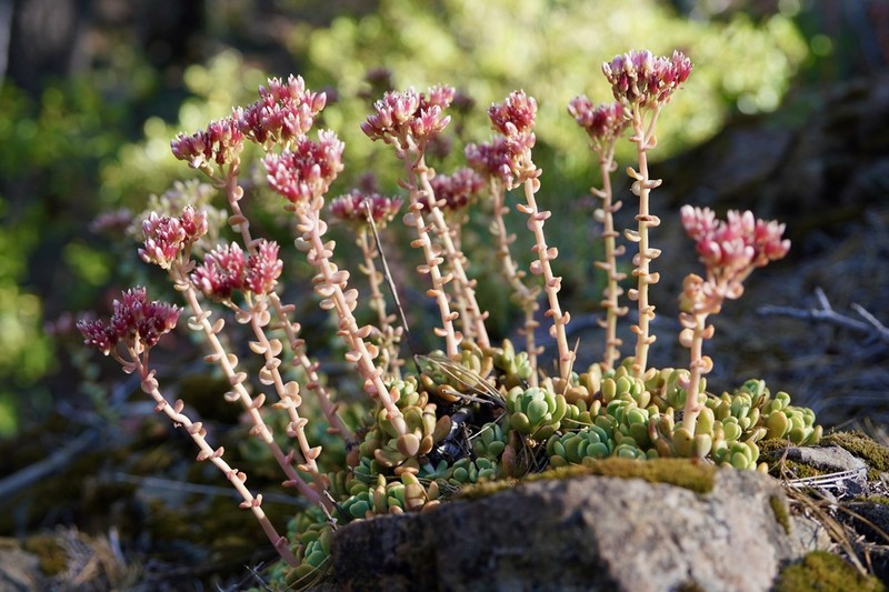 Red Mountain Stonecrop photo 6