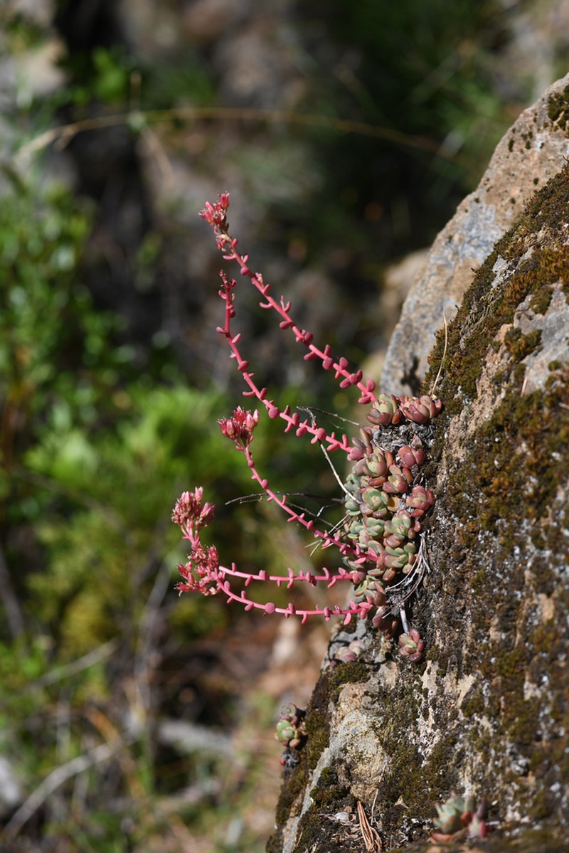 Red Mountain Stonecrop photo 7