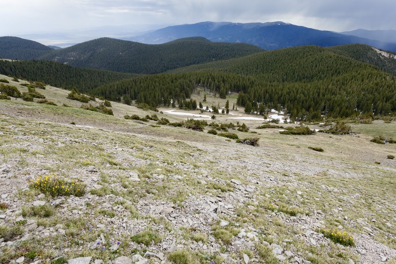 Red Mountain Stonecrop photo 2
