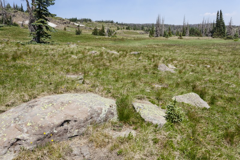 Red Mountain Stonecrop photo 4