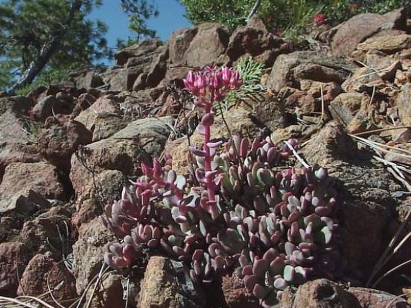 Red Mountain Stonecrop