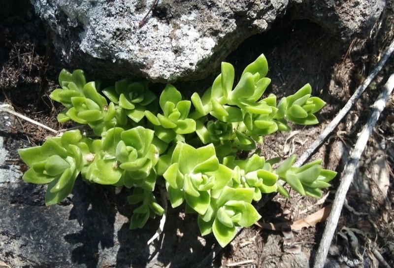 Sedum ebracteatum subsp. ebracteatum