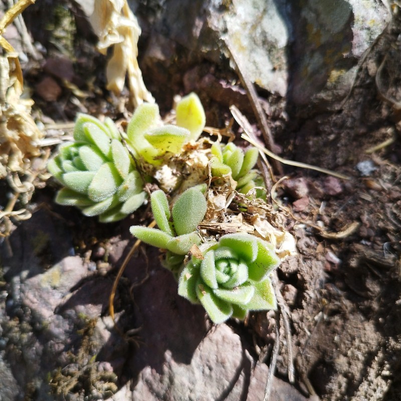 Sedum ebracteatum subsp. ebracteatum photo 2