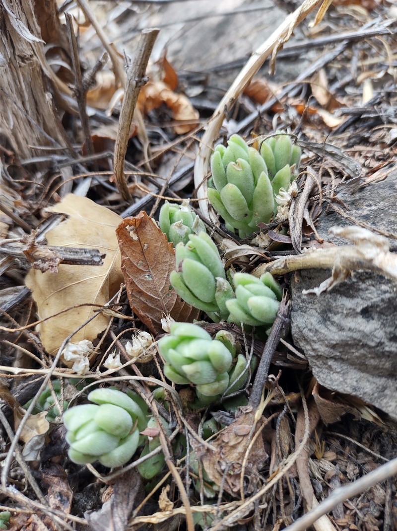 Sedum ebracteatum subsp. ebracteatum photo 3