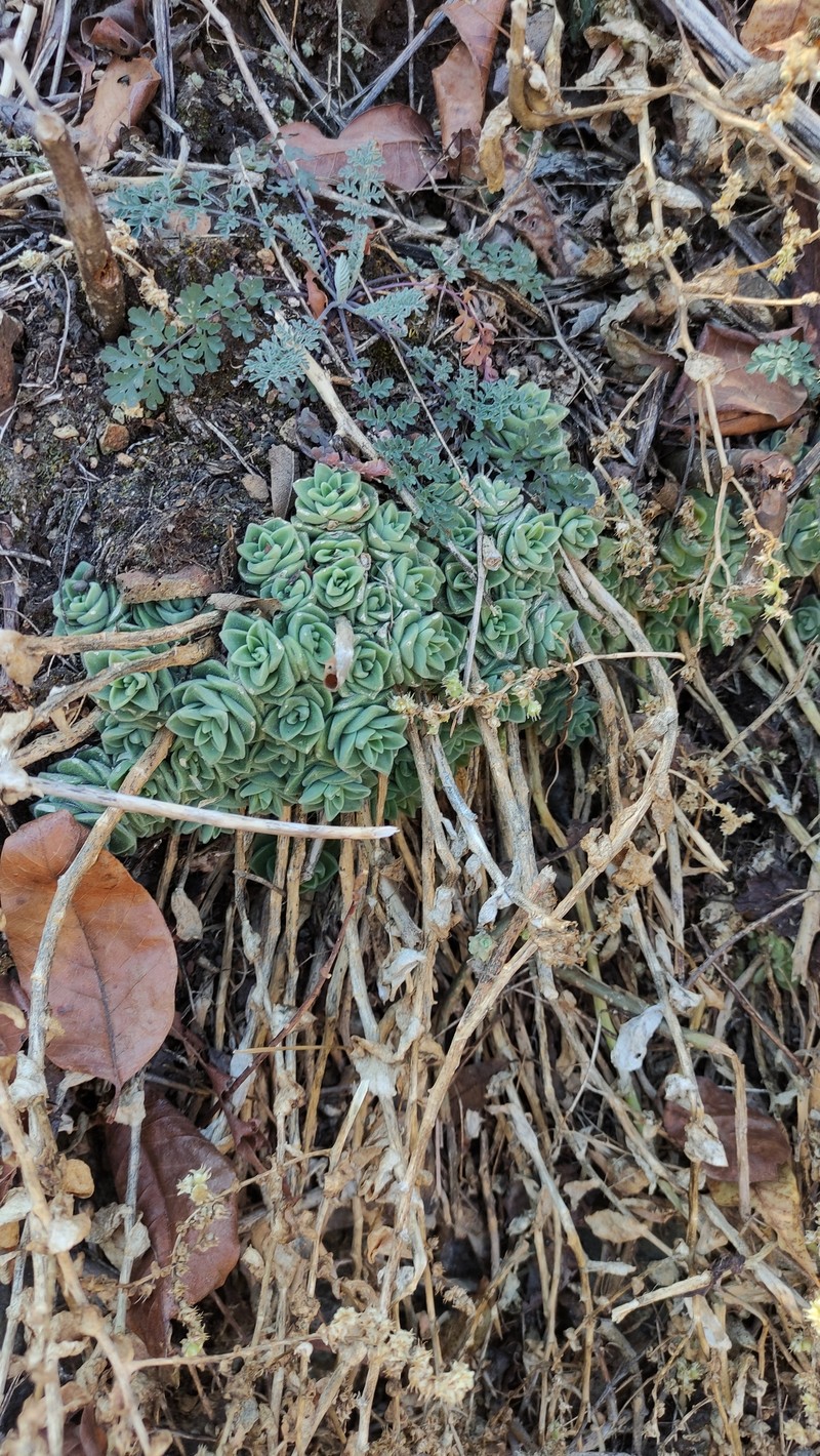Sedum ebracteatum subsp. ebracteatum photo 4