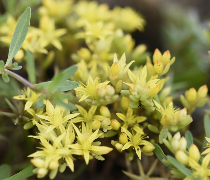 Sedum eriocarpum subsp. orientale