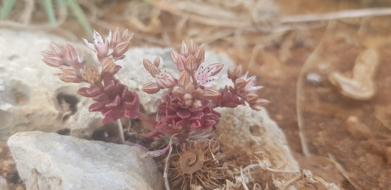 Sedum eriocarpum subsp. spathulifolium