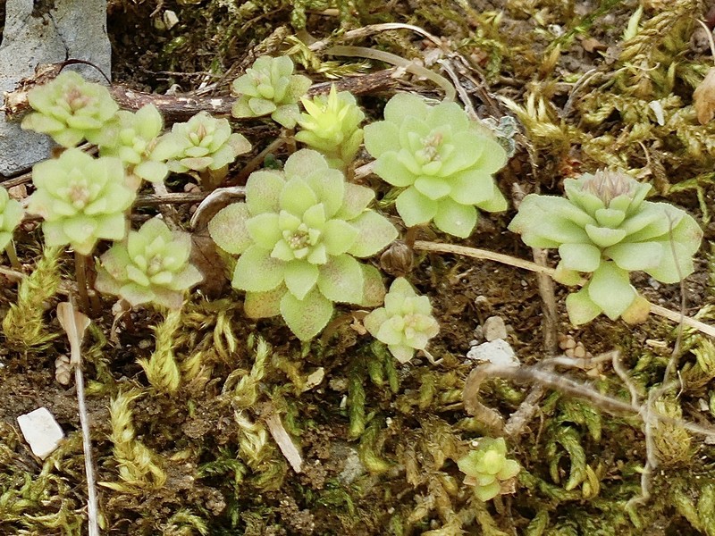 Sedum eriocarpum subsp. spathulifolium photo 2