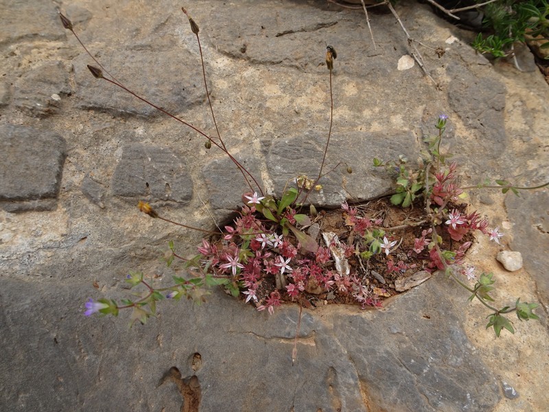 Sedum eriocarpum subsp. spathulifolium photo 3