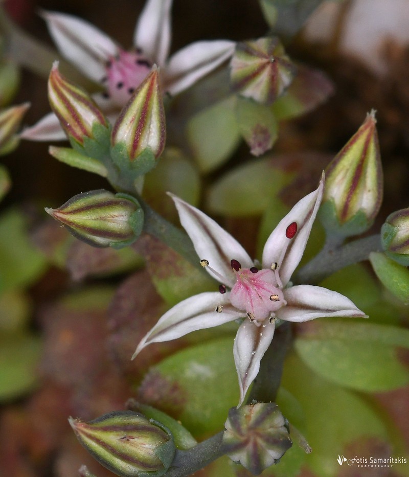 Sedum eriocarpum subsp. spathulifolium photo 4