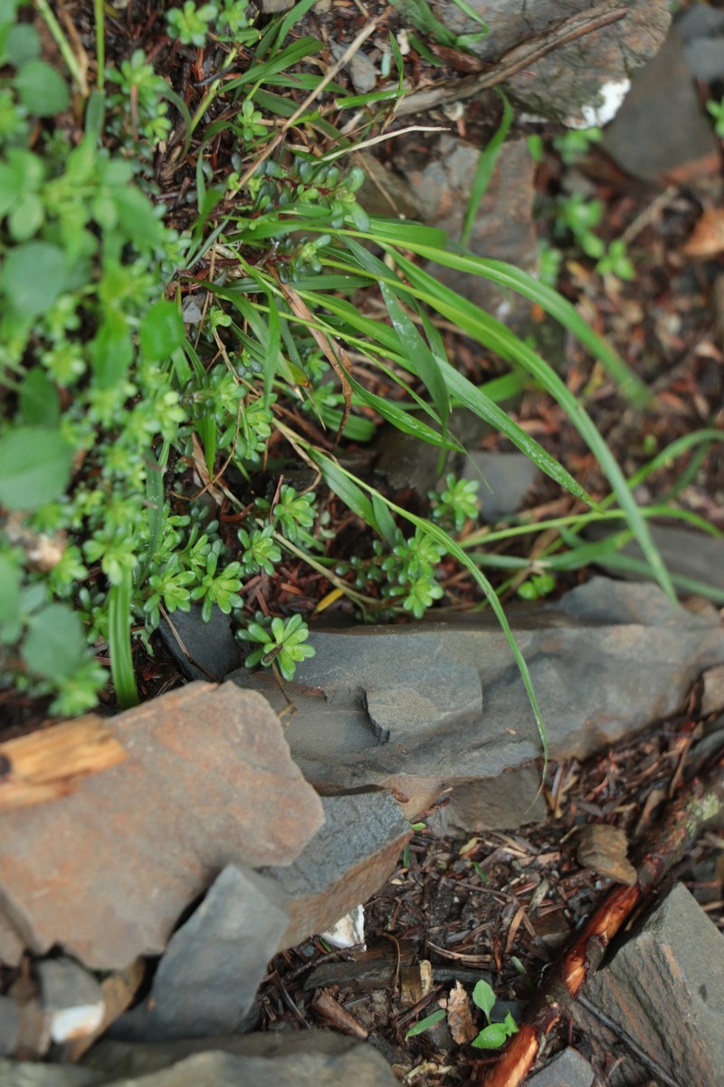 Sedum erythrospermum subsp. erythrospermum