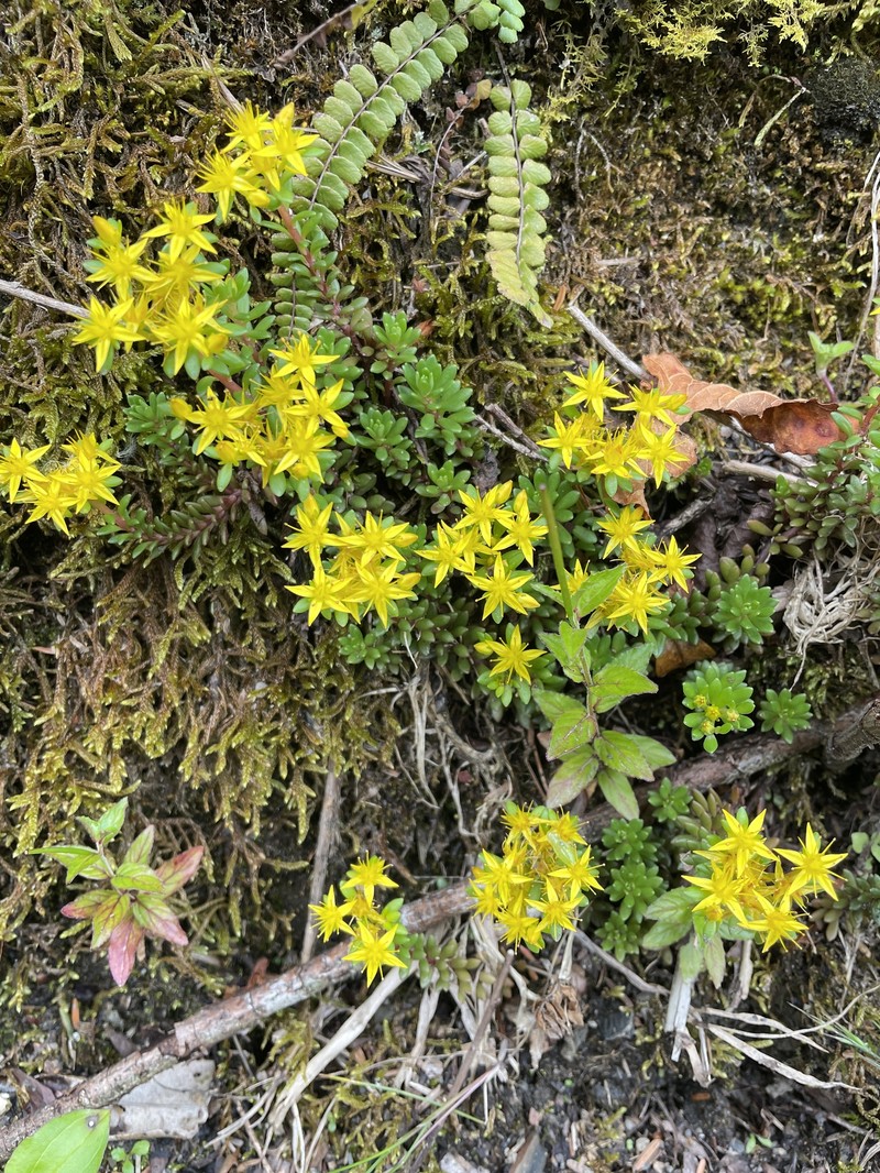 Sedum erythrospermum subsp. erythrospermum photo 2