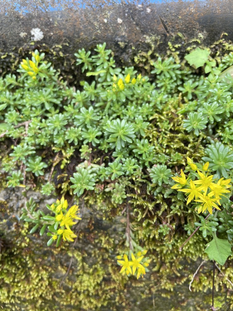 Sedum erythrospermum subsp. erythrospermum photo 3