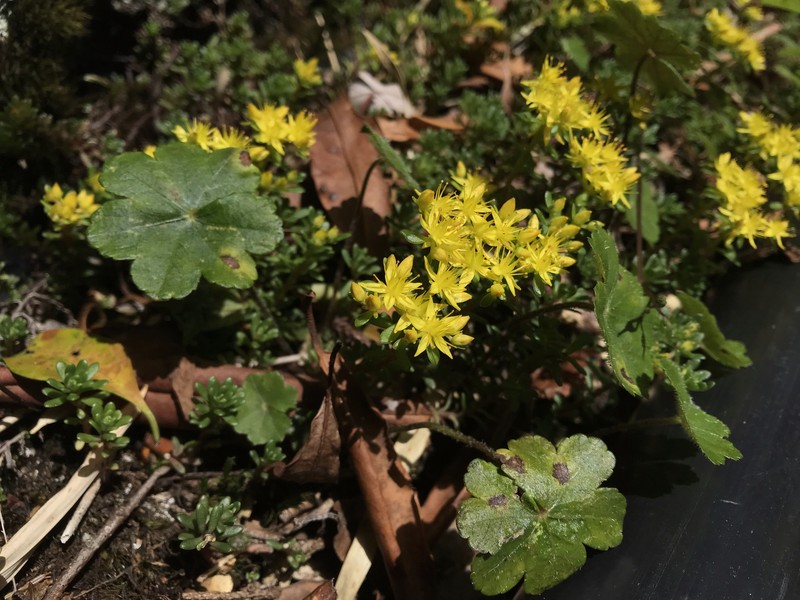 Sedum erythrospermum subsp. erythrospermum photo 4